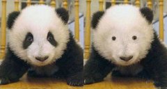 黑眼圈如何去除?黑眼圈消除的功效怎样?